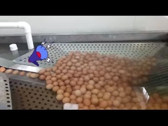 Vloeibare eiverwerkingsinstallatie met eibreker en pasteurisatie