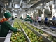 Volledige set mangosapverwerkingsfabriek klein fruit productielijn